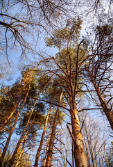 Baumkronen in der Herbstsonne