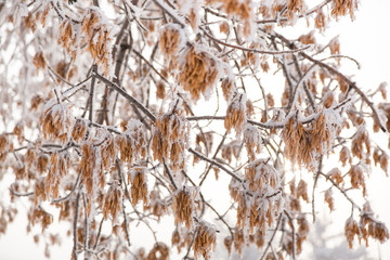 Hoar frost on a winter day