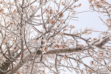 Hoar frost on a winter day