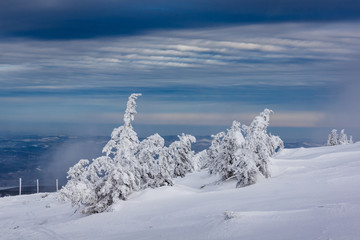 Snow-covered trees in the Giant Mountains, Poland
