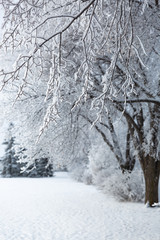 Hoar frost on a winter day