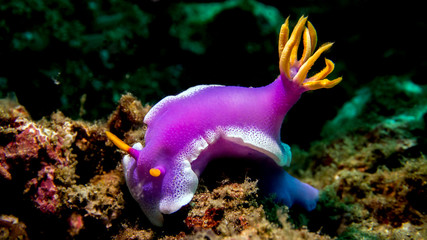 nudibranch