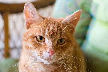 portrait of a beautiful orange cat