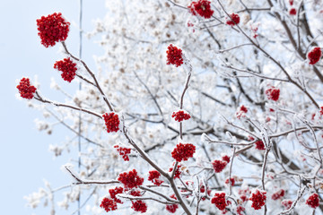 Red rowan berries covered in snow