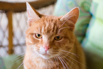 portrait of a beautiful orange catv