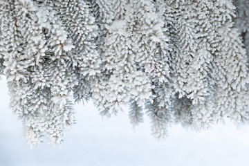 Hoar frost on a winter day