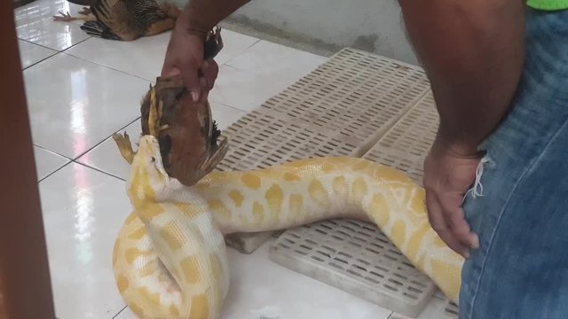 Yellow python being fed with whole live chicken