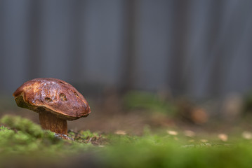 brown pitted bay bolete mushroom in the forest in Germany 2