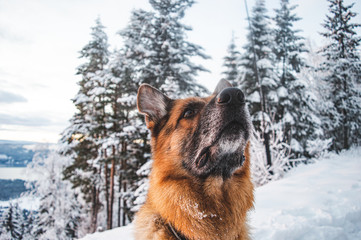 Close up picture of German shepherd dog in Scandinavian winter. Lots of snow, trees in a sinset.