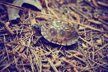 turtle on a background