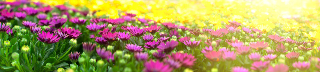 Bright purple flowers in a sunlight wide banner. easter or springtime concept - Powered by Adobe