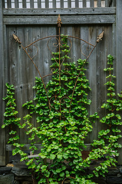 Climbing Hydrangea on Wooden Wall