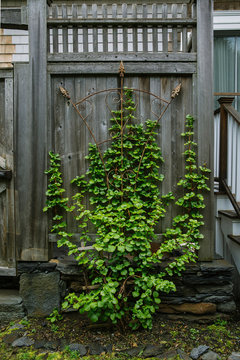 Climbing Hydrangea