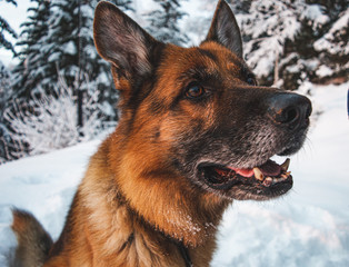 Close up picture of German shepherd dog in Scandinavian winter. Lots of snow, trees in a sinset.