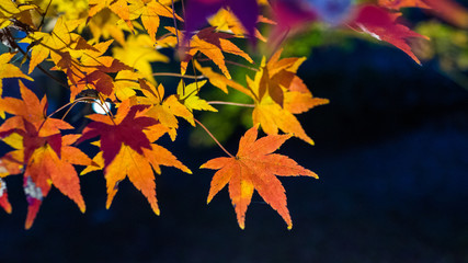 Autumn leaves