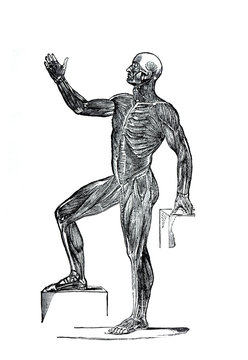 Profile line drawing illustration of a human standing. Profile view of the muscles of the body.