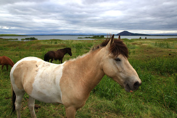 Icelandic horse on the bank of Myvatn lake (Iceland) 