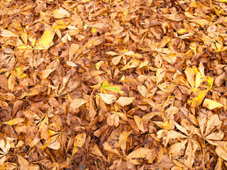 Golden beech leaves