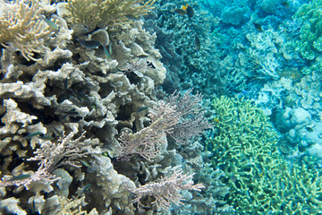 Coral reef with many animals in Togian islands