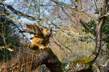 EURASIAN EAGLE OWL (Bubo bubo)