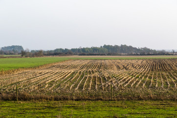 Fototapeta na wymiar Sunlit stubble field in fall season