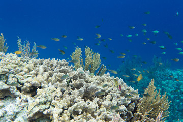 Coral reef with many animals in Togian islands