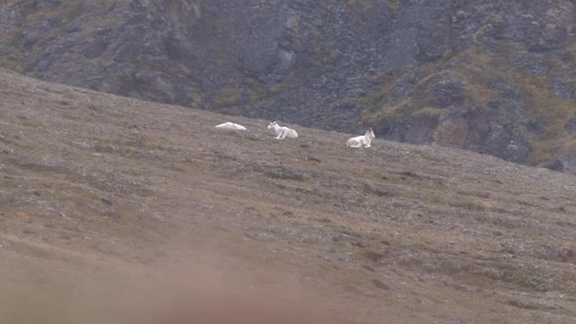 dall sheep feeding on hill
