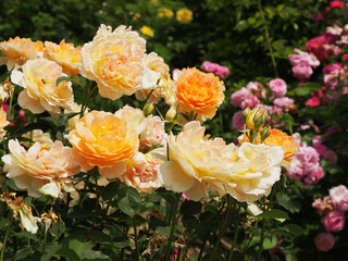 薔薇