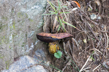 A photo of mushroom in the wood
