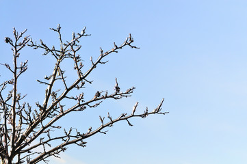 Tree branches without leaves covered in snow