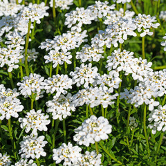 Blühende Schleifenblumen,Iberis, im Frühling