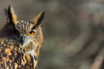 EURASIAN EAGLE OWL (Bubo bubo)