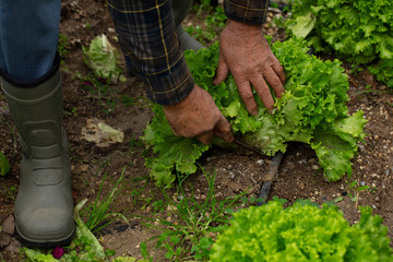 man picking fresh vegetables from garden