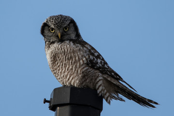 rare northern hawk owl