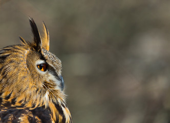 EURASIAN EAGLE OWL (Bubo bubo)
