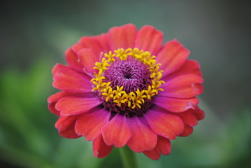 red flower on green background