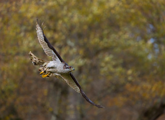 NORTHERN GOSHAWK (Accipiter gentilis)