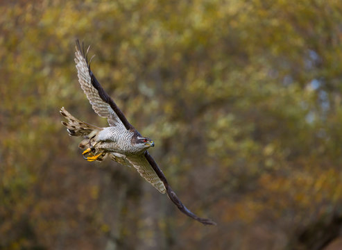 NORTHERN GOSHAWK (Accipiter gentilis)