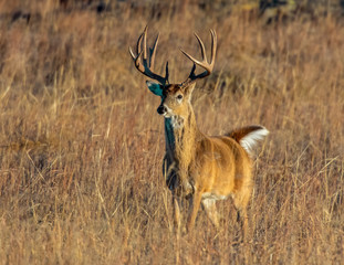 White-tailed Deer in a field