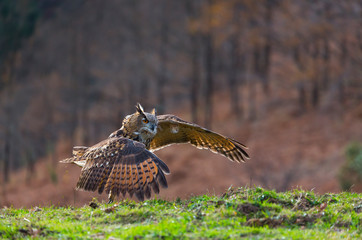 EURASIAN EAGLE OWL (Bubo bubo)