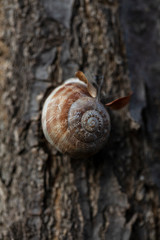 Close up of a snail with a shell