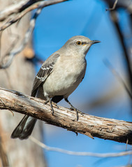 Northern Mockingbird on a perch in Southwest Oklahoma