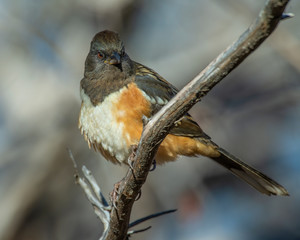 Spotted Towhee on a perch in Southwest Oklahoma