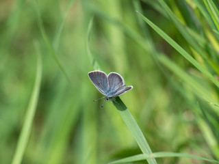 Small blue butterfly  ( Cupido minimus ) on a grass stem