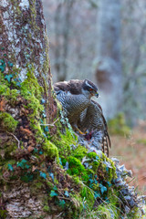 NORTHERN GOSHAWK (Accipiter gentilis)