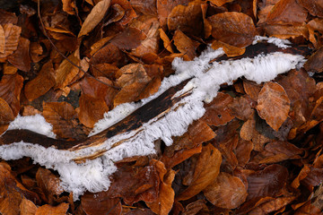 Durch den Holzpilz Exidiopsis effusa nach frostiger Nacht aus Totholz wachsene Haarähnliche...