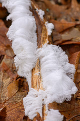 Hair ice on dead wood, hairy ice look like white hair, fine ice structures, stringy filamentous ice structures, Wooden mushroom fungus Exidiopsis effusa, Ice hairs on dead wood