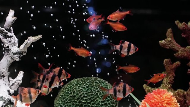 Bright multi-colored tropical fish on a coral reef   in the aquarium. aquarium with rare tropical fish