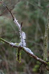 Haareis, verursacht durch den Holzpilz Exidiopsis effusa auf einem Buchenast, haariges Eis, feine Eisstrukturen auf Totholz in einem Buchenwald