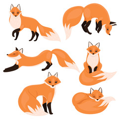 Set of foxes isolated on a white background. Vector graphics.
